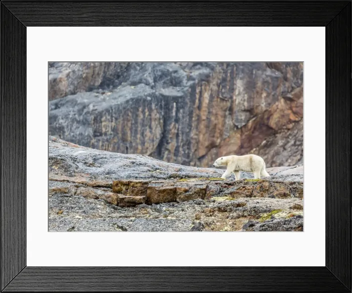 Framed Print : Adult polar bear (Ursus maritimus) in the mist in the Savage Islands, Nunavut, Canada, North America