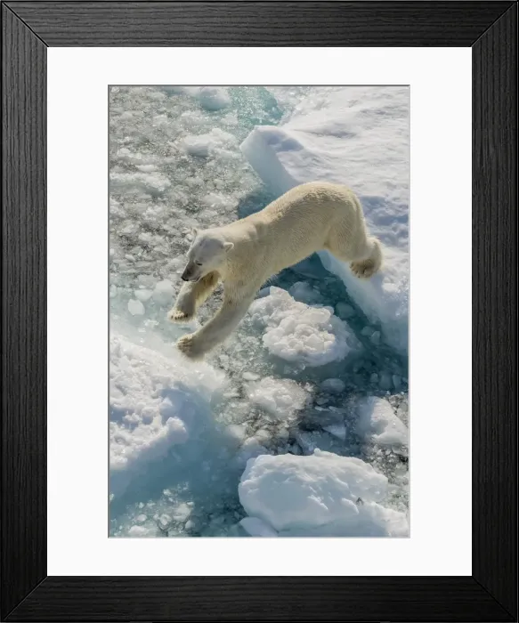 Framed Print : Adult polar bear (Ursus maritimus) on ice floe, Cumberland Peninsula, Baffin Island, Nunavut, Canada, North America