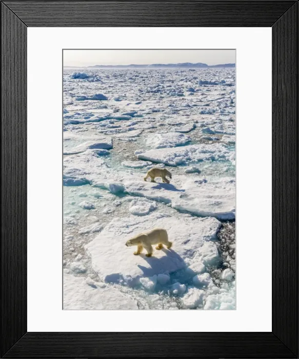 Framed Print : Adult polar bears (Ursus maritimus), confrontation on ice floe, Cumberland Peninsula, Baffin Island, Nunavut, Canada, North America Framed Print : Adult polar bears (Ursus maritimus), confrontation on ice floe, Cumberland Peninsula, Baffin Island, Nunavut, Canada, North America