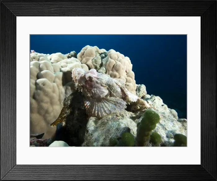 Framed Print : Small scale scorpionfish (Scorpaenopsis oxycephala) (Tassled scorpionfish) in the Red Sea, Marsa Alam, Egypt, North Africa, Africa Framed Print : Small scale scorpionfish (Scorpaenopsis oxycephala) (Tassled scorpionfish) in the Red Sea, Marsa Alam, Egypt, North Africa, Africa