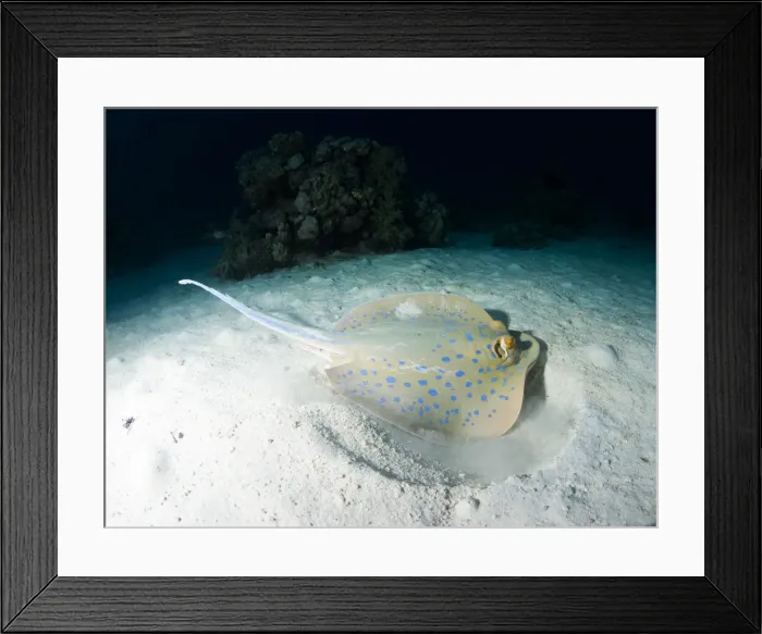 Framed Print : Blue spotted ribbontail ray (Taeniura lemma) feeds on small creatures under the sand, using its wings to stir up the sand, Marsa Alam, Egypt, North Africa, Africa Framed Print : Blue spotted ribbontail ray (Taeniura lemma) feeds on small creatures under the sand, using its wings to stir up the sand, Marsa Alam, Egypt, North Africa, Africa