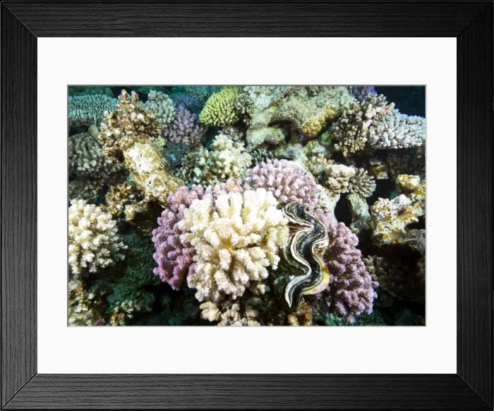 Framed Print : Typical healthy Red Sea hard coral reef landscape, Marsa Alam, Egypt, North Africa, Africa Framed Print : Typical healthy Red Sea hard coral reef landscape, Marsa Alam, Egypt, North Africa, Africa