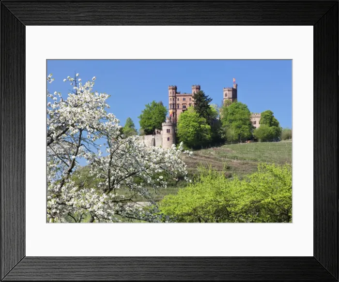 Framed Print : Cherry blossom, Ortenberg Castle, near Offenburg, Ortenau Region, Black Forest, Baden Wurttemberg, Germany, Europe Framed Print : Cherry blossom, Ortenberg Castle, near Offenburg, Ortenau Region, Black Forest, Baden Wurttemberg, Germany, Europe