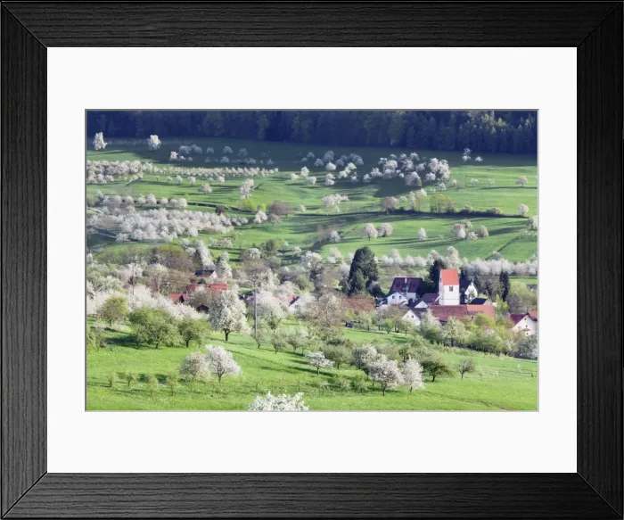 Framed Print : Cherry blossom in the Eggenen Valley near Obereggen, Markgrafler Land, Black Forest, Baden Wurttemberg, Germany, Europe Framed Print : Cherry blossom in the Eggenen Valley near Obereggen, Markgrafler Land, Black Forest, Baden Wurttemberg, Germany, Europe