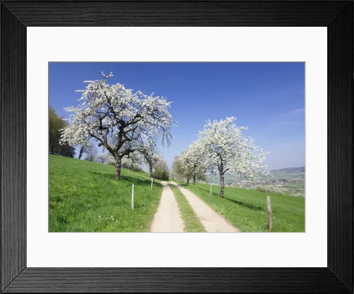 Framed Print : Cherry blossom at Eggenen Valley, Markgrafler Land, Black Forest, Baden Wurttemberg, Germany, Europe Framed Print : Cherry blossom at Eggenen Valley, Markgrafler Land, Black Forest, Baden Wurttemberg, Germany, Europe
