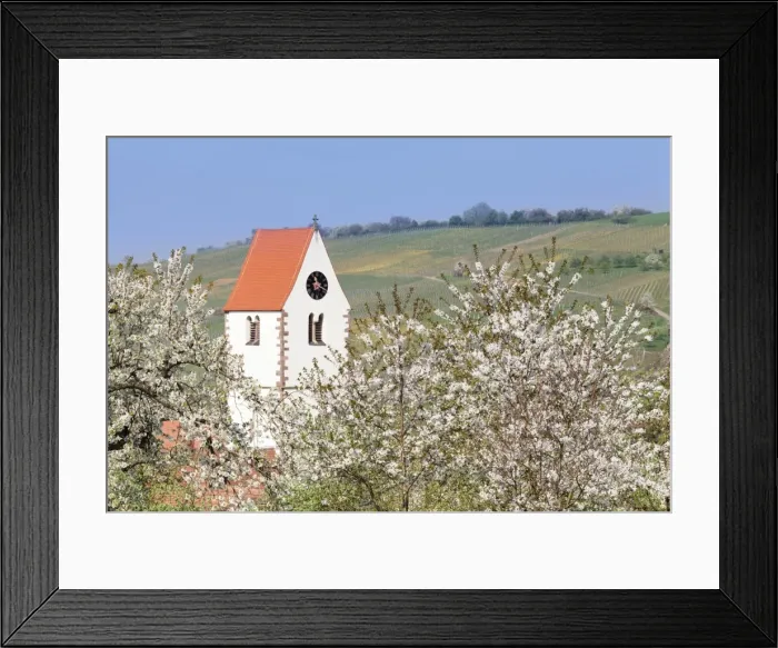 Framed Print : Cherry blossom in the Eggenen Valley and church tower of Obereggen, Markgrafler Land, Black Forest, Baden Wurttemberg, Germany, Europe Framed Print : Cherry blossom in the Eggenen Valley and church tower of Obereggen, Markgrafler Land, Black Forest, Baden Wurttemberg, Germany, Europe