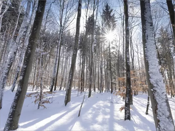 Forest in winter, Swabian Alb, Baden Wurttemberg, Germany, Europe