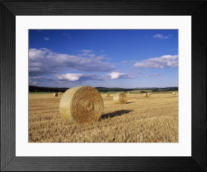Framed Print : Straw bales, Swabian Alb, Baden Wurttemberg, Germany, Europe Framed Print : Straw bales, Swabian Alb, Baden Wurttemberg, Germany, Europe