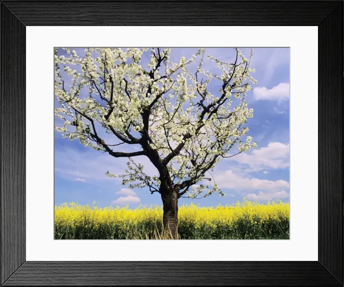 Framed Print : Fruit tree blossom and rape field in spring, Neidlinger Tal Valley, Swabian Alb, Baden Wurttemberg, Germany, Europe Framed Print : Fruit tree blossom and rape field in spring, Neidlinger Tal Valley, Swabian Alb, Baden Wurttemberg, Germany, Europe
