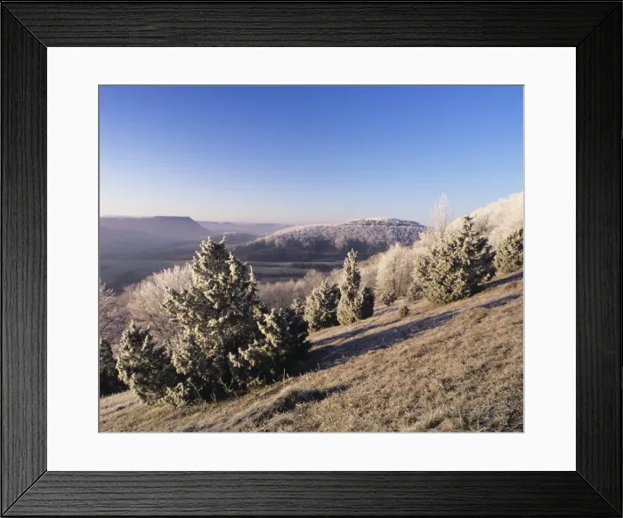 Framed Print : Juniper, winter morning, Kaltes Feld, Wissgoldingen, Swabian Alb, Baden Wurttemberg, Germany, Europe Framed Print : Juniper, winter morning, Kaltes Feld, Wissgoldingen, Swabian Alb, Baden Wurttemberg, Germany, Europe