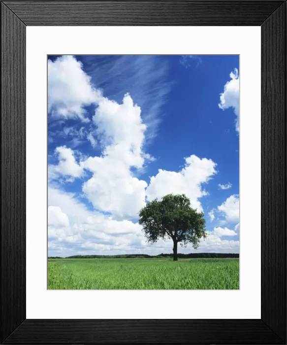 Framed Print : Single tree in a field, Swabian Alb, Baden Wurttemberg, Germany, Europe Framed Print : Single tree in a field, Swabian Alb, Baden Wurttemberg, Germany, Europe