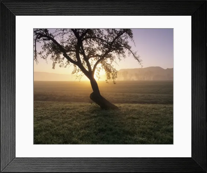 Framed Print : Tree in a field at sunrise in autumn, Swabian Alb, Baden Wurttemberg, Germany, Europe
