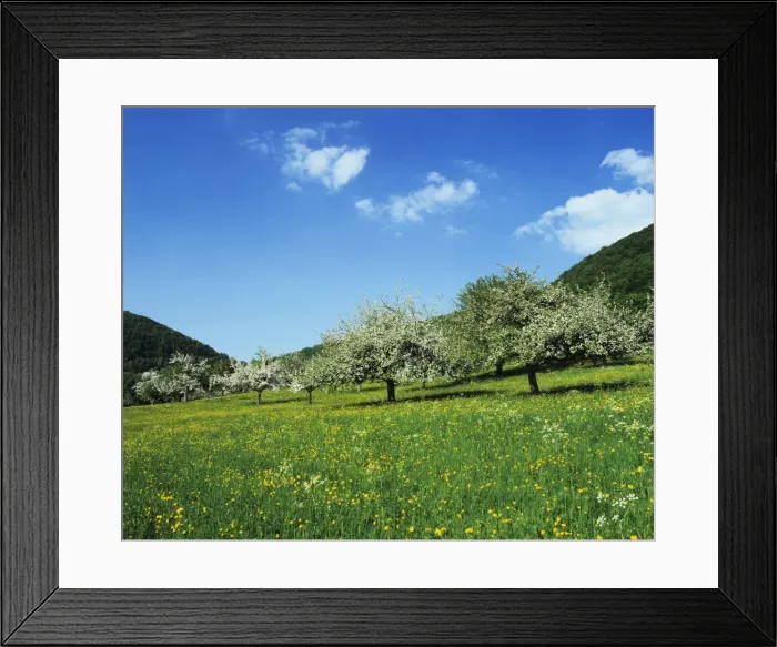 Framed Print : Blooming fruit trees on a flower meadow, Lenninger Tal, Swabian Alb, Baden Wurttemberg, Germany, Europe Framed Print : Blooming fruit trees on a flower meadow, Lenninger Tal, Swabian Alb, Baden Wurttemberg, Germany, Europe