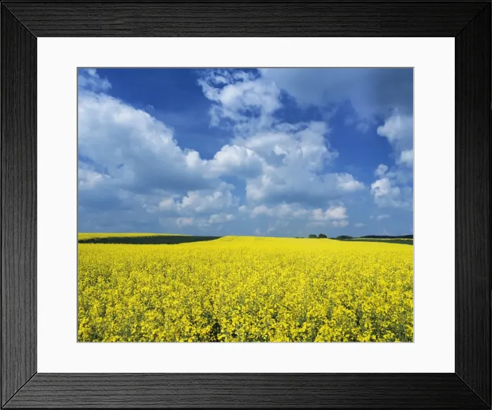 Framed Print : Rape field, Swabian Alb, Baden Wurttemberg, Germany, Europe Framed Print : Rape field, Swabian Alb, Baden Wurttemberg, Germany, Europe
