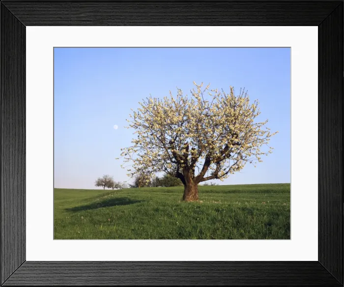 Framed Print : Full moon over a blooming fruit tree, Swabian Alb, Baden Wurttemberg, Germany, Europe