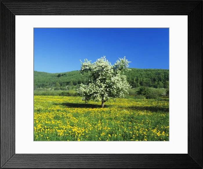 Framed Print : Blooming fruit tree on a flower meadow, Neidlinger Tal Valley, Swabian Alb, Baden Wurttemberg, Germany, Europe Framed Print : Blooming fruit tree on a flower meadow, Neidlinger Tal Valley, Swabian Alb, Baden Wurttemberg, Germany, Europe