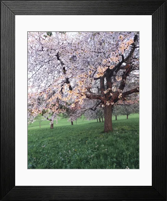 Framed Print : Blooming cherry tree, Bissinger Tal Valley, Swabian Alb, Baden Wurttemberg, Germany, Europe Framed Print : Blooming cherry tree, Bissinger Tal Valley, Swabian Alb, Baden Wurttemberg, Germany, Europe