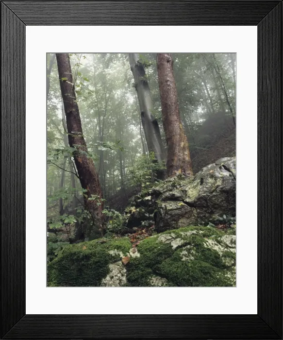 Framed Print : Foggy trees on a rock, Zipfelbach Schlucht Gorge, Weilheim, Swabian Alb, Baden Wurttemberg, Germany, Europe Framed Print : Foggy trees on a rock, Zipfelbach Schlucht Gorge, Weilheim, Swabian Alb, Baden Wurttemberg, Germany, Europe