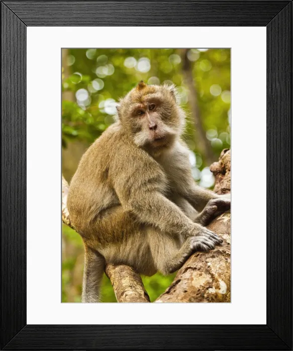 Framed Print : Crab-eating (long-tailed) macaque monkey, known for stealing from tourists, National Park, Pangandaran, Java, Indonesia, Southeast Asia, Asia Framed Print : Crab-eating (long-tailed) macaque monkey, known for stealing from tourists, National Park, Pangandaran, Java, Indonesia, Southeast Asia, Asia