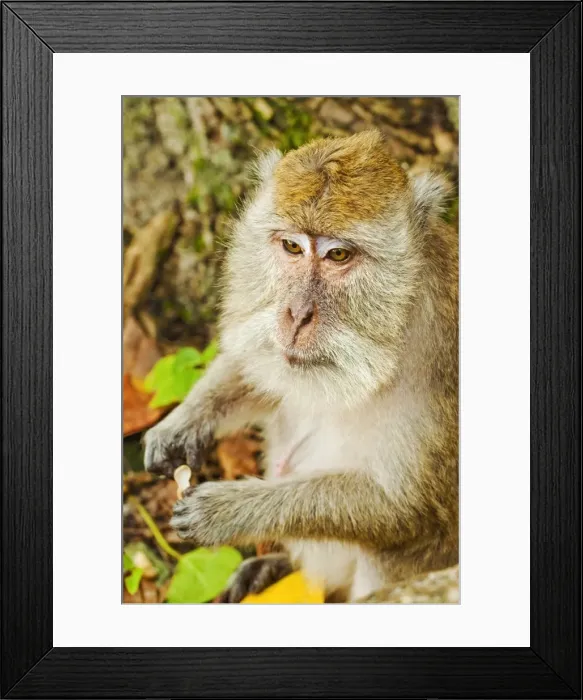 Framed Print : Crab-eating (long-tailed) macaque monkey, known for stealing from tourists, National Park, Pangandaran, Java, Indonesia, Southeast Asia, Asia Framed Print : Crab-eating (long-tailed) macaque monkey, known for stealing from tourists, National Park, Pangandaran, Java, Indonesia, Southeast Asia, Asia
