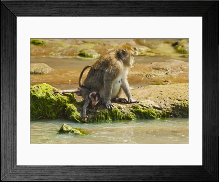 Framed Print : Crab-eating (long-tailed) macaque monkey with baby by a river mouth in the national park at Pangandaran, Java, Indonesia, Southeast Asia, Asia Framed Print : Crab-eating (long-tailed) macaque monkey with baby by a river mouth in the national park at Pangandaran, Java, Indonesia, Southeast Asia, Asia