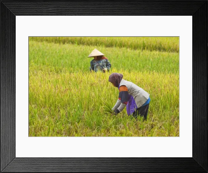 Framed Print : Women in conical hat and scarf working in rice field in this rural area west of Pangandaran, Cijulang, West Java, Java, Indonesia, Southeast Asia, Asia Framed Print : Women in conical hat and scarf working in rice field in this rural area west of Pangandaran, Cijulang, West Java, Java, Indonesia, Southeast Asia, Asia