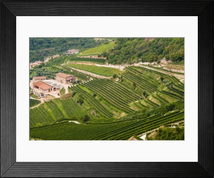 Framed Print : Vineyards of Valpolicella, Sant Ambrogio di Valpolicella, Verona province, Veneto, Italy, Europe Framed Print : Vineyards of Valpolicella, Sant Ambrogio di Valpolicella, Verona province, Veneto, Italy, Europe