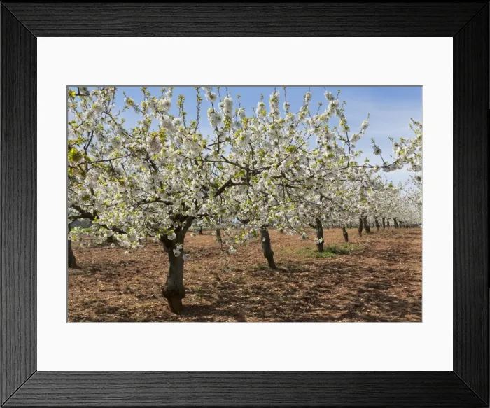 Framed Print : Almond orchard in blossom, Puglia, Italy, Europe Framed Print : Almond orchard in blossom, Puglia, Italy, Europe