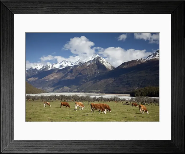 Framed Print : Hereford cattle in Dart River Valley near Glenorchy, Queenstown, South Island, New Zealand, Pacific Framed Print : Hereford cattle in Dart River Valley near Glenorchy, Queenstown, South Island, New Zealand, Pacific