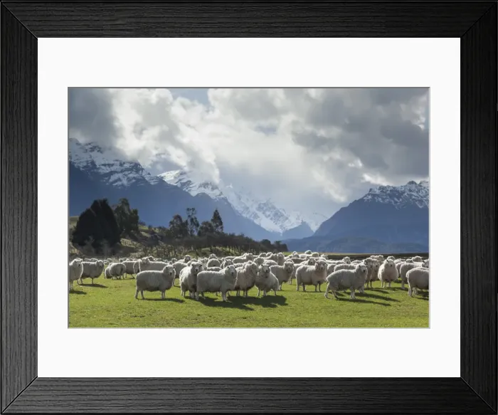 Framed Print : Sheep and mountains near Glenorchy, Queenstown, South Island, New Zealand, Pacific Framed Print : Sheep and mountains near Glenorchy, Queenstown, South Island, New Zealand, Pacific