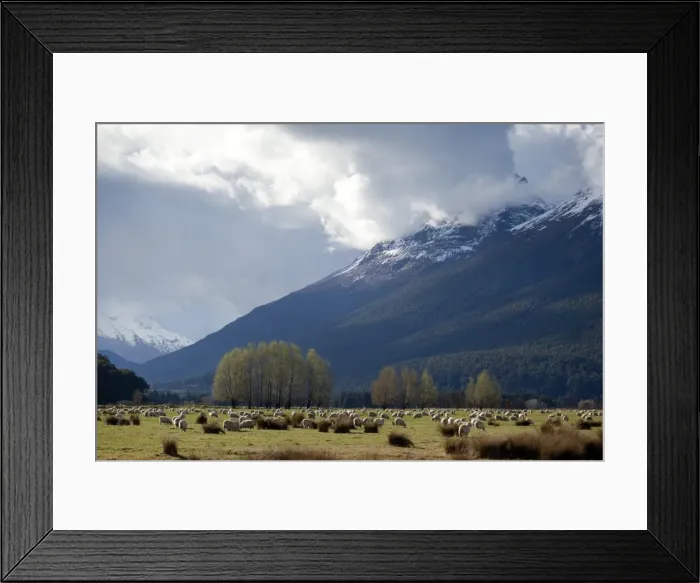 Framed Print : Sheep in Dart River Valley, Glenorchy, Queenstown, South Island, New Zealand, Pacific Framed Print : Sheep in Dart River Valley, Glenorchy, Queenstown, South Island, New Zealand, Pacific
