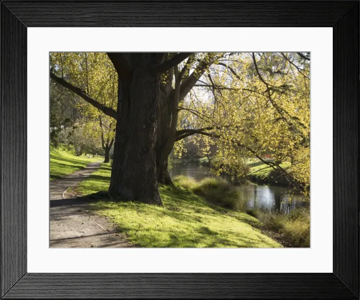 Framed Print : River Avon in Botanic Gardens, Christchurch, Canterbury, South Island, New Zealand, Pacific Framed Print : River Avon in Botanic Gardens, Christchurch, Canterbury, South Island, New Zealand, Pacific