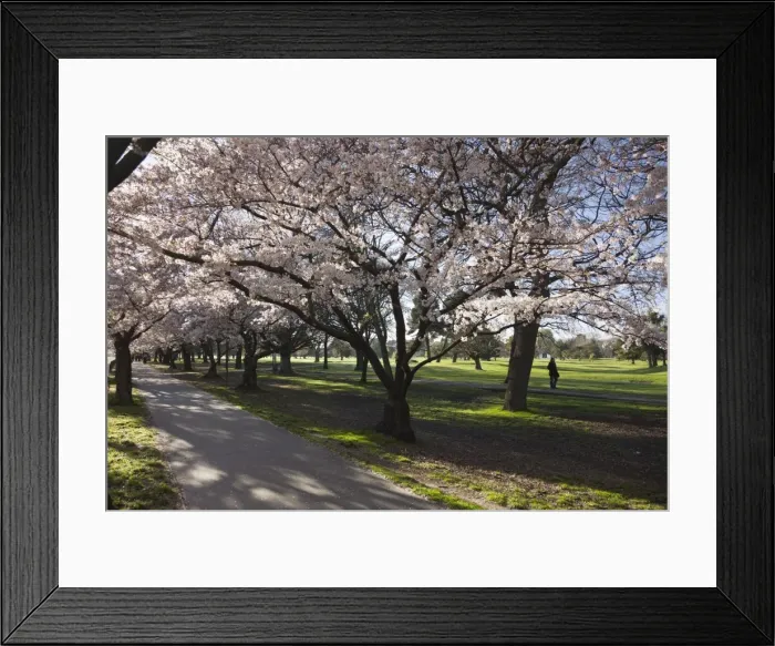 Framed Print : Flowering cherry trees in blossom along Harper Avenue, Hagley Park, Christchurch, Canterbury, South Island, New Zealand, Pacific Framed Print : Flowering cherry trees in blossom along Harper Avenue, Hagley Park, Christchurch, Canterbury, South Island, New Zealand, Pacific