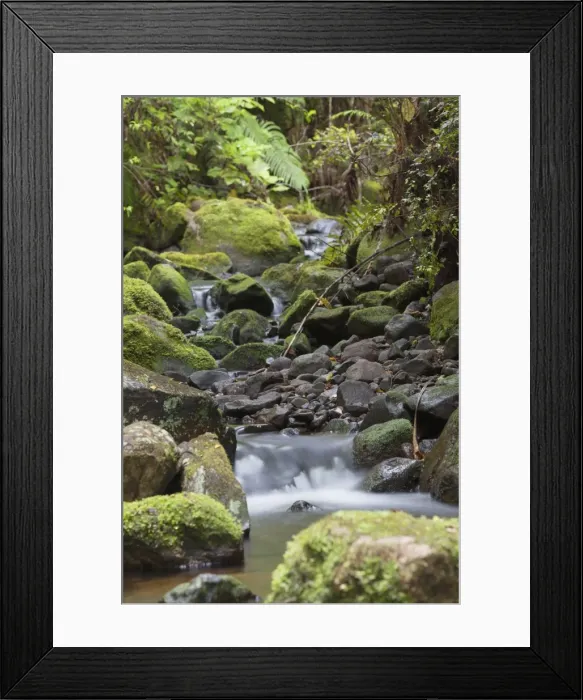 Framed Print : Stream on Kauaeranga Kauri Trail, Thames, Coromandel Peninsula, Waikato, North Island, New Zealand, Pacific