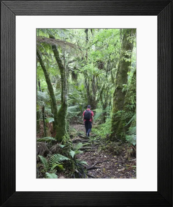 Framed Print : Man hiking through forest on Kauaeranga Kauri Trail, Thames, Coromandel Peninsula, Waikato, North Island, New Zealand, Pacific Framed Print : Man hiking through forest on Kauaeranga Kauri Trail, Thames, Coromandel Peninsula, Waikato, North Island, New Zealand, Pacific