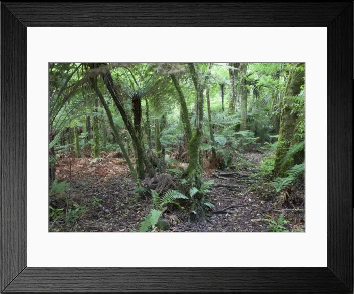 Framed Print : Forest on Kauaeranga Kauri Trail, Thames, Coromandel Peninsula, Waikato, North Island, New Zealand, Pacific Framed Print : Forest on Kauaeranga Kauri Trail, Thames, Coromandel Peninsula, Waikato, North Island, New Zealand, Pacific