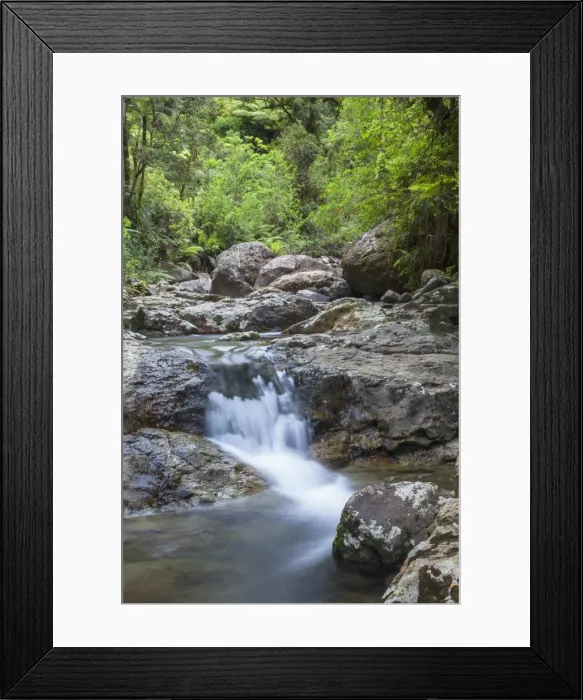 Framed Print : Stream along Waiomu Kauri Grove trail, Thames, Coromandel Peninsula, Waikato, North Island, New Zealand, Pacific Framed Print : Stream along Waiomu Kauri Grove trail, Thames, Coromandel Peninsula, Waikato, North Island, New Zealand, Pacific
