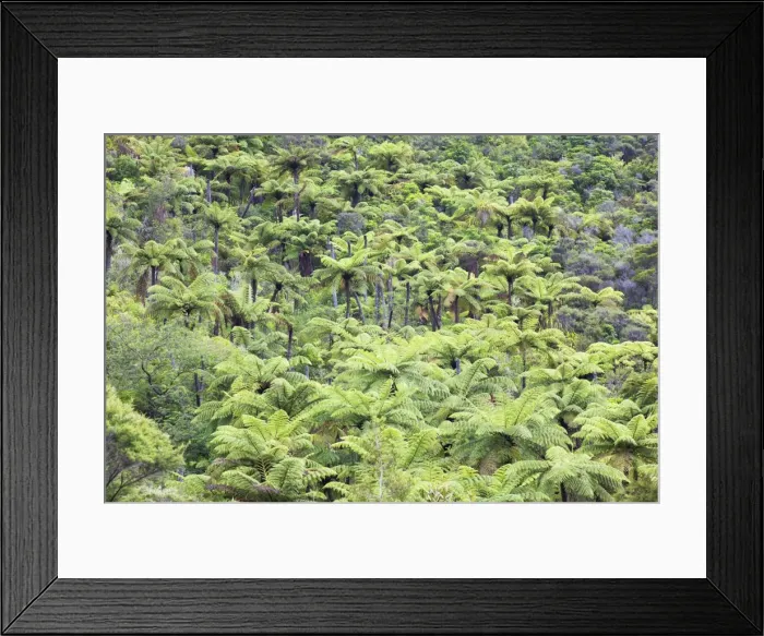Framed Print : Strand of tree ferns on Waiomu Kauri Grove trail, Thames, Coromandel Peninsula, Waikato, North Island, New Zealand, Pacific Framed Print : Strand of tree ferns on Waiomu Kauri Grove trail, Thames, Coromandel Peninsula, Waikato, North Island, New Zealand, Pacific