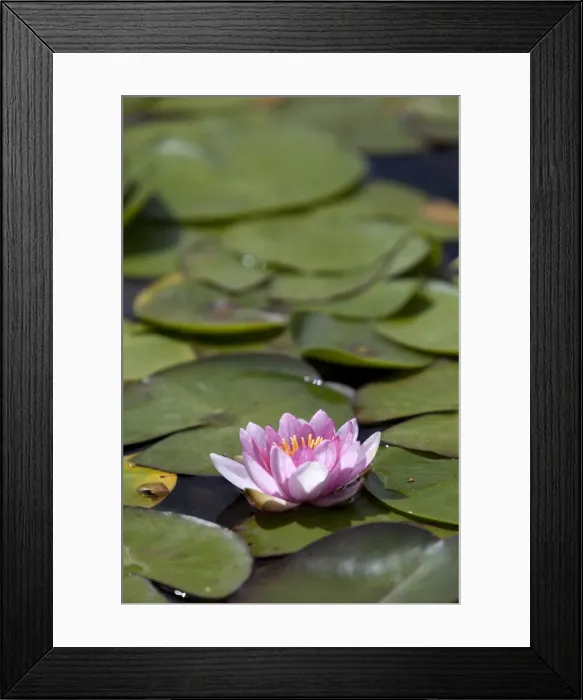 Framed Print : Water lily at Rapaura Water Gardens, near Thames, Coromandel Peninsula, Waikato, North Island, New Zealand, Pacific Framed Print : Water lily at Rapaura Water Gardens, near Thames, Coromandel Peninsula, Waikato, North Island, New Zealand, Pacific