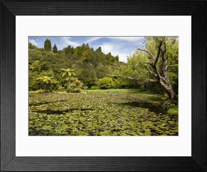 Framed Print : Lily pond at Rapaura Water Gardens, near Thames, Coromandel Peninsula, Waikato, North Island, New Zealand, Pacific Framed Print : Lily pond at Rapaura Water Gardens, near Thames, Coromandel Peninsula, Waikato, North Island, New Zealand, Pacific