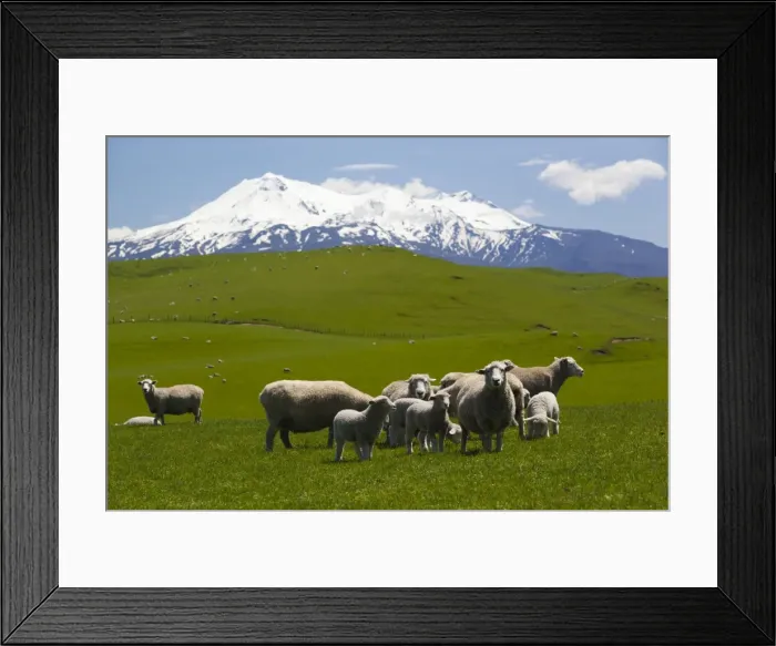 Framed Print : Sheep grazing beneath Mount Ruapehu, Tongariro National Park, UNESCO World Heritage Site, North Island, New Zealand, Pacific Framed Print : Sheep grazing beneath Mount Ruapehu, Tongariro National Park, UNESCO World Heritage Site, North Island, New Zealand, Pacific