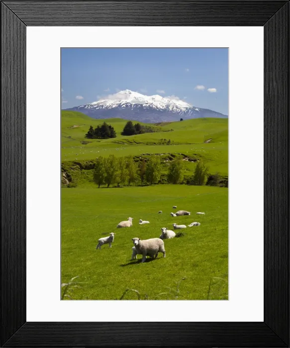 Framed Print : Sheep grazing beneath Mount Ruapehu, Tongariro National Park, UNESCO World Heritage Site, North Island, New Zealand, Pacific Framed Print : Sheep grazing beneath Mount Ruapehu, Tongariro National Park, UNESCO World Heritage Site, North Island, New Zealand, Pacific