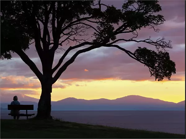 Bench and tree overlooking Lake Taupo, Taupo, North Island, New Zealand, Pacific