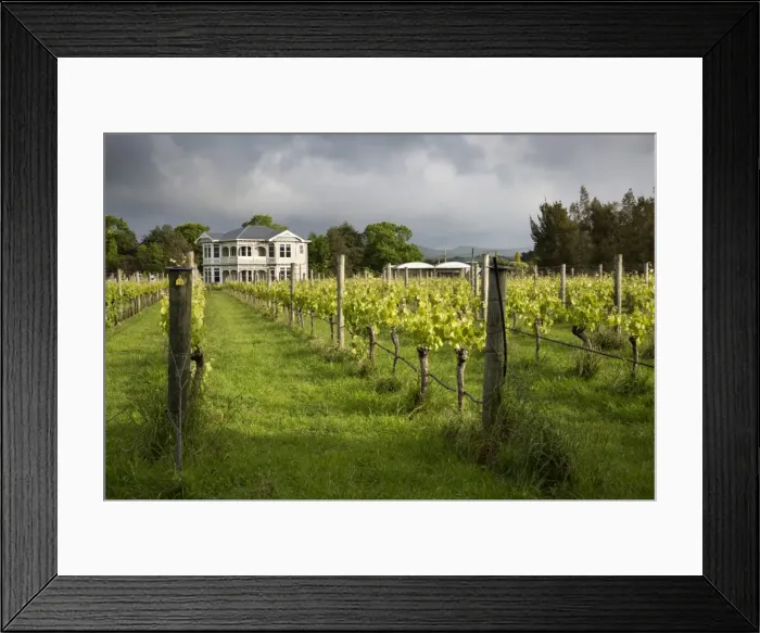 Framed Print : Vineyards of the Cambridge Road Winery, Martinborough, Wellington region, North Island, New Zealand, Pacific Framed Print : Vineyards of the Cambridge Road Winery, Martinborough, Wellington region, North Island, New Zealand, Pacific