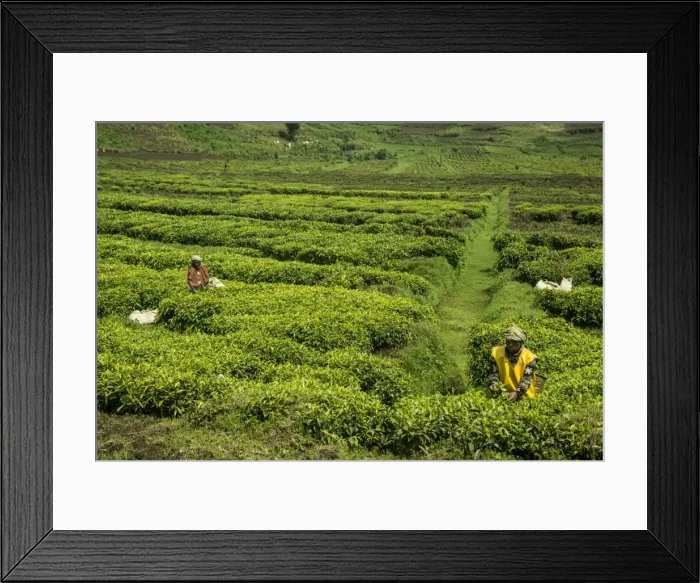 Framed Print : Workers picking tea on a Tea plantation in the Virunga mountains, Rwanda, Africa Framed Print : Workers picking tea on a Tea plantation in the Virunga mountains, Rwanda, Africa