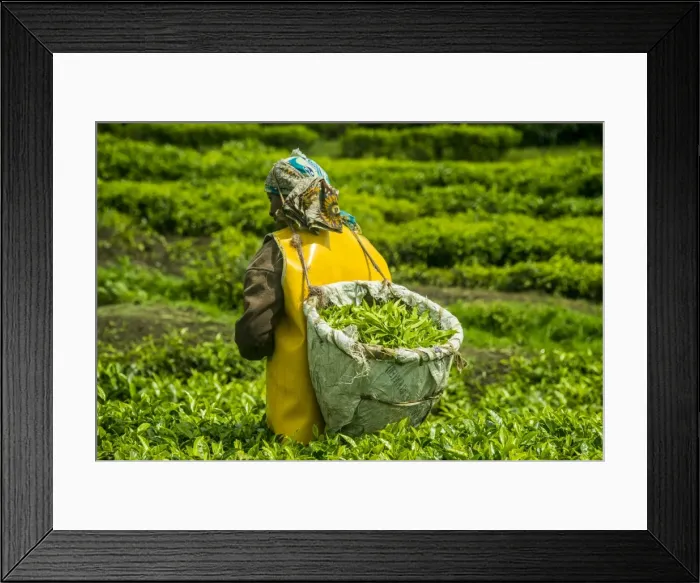 Framed Print : Tea plantation in the Virunga mountains, Rwanda, Africa Framed Print : Tea plantation in the Virunga mountains, Rwanda, Africa