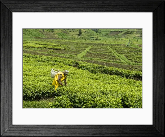 Framed Print : Worker picking tea on a Tea plantation in the Virunga mountains, Rwanda, Africa Framed Print : Worker picking tea on a Tea plantation in the Virunga mountains, Rwanda, Africa