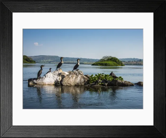 Framed Print : White-breasted cormorants (Phalacrocorax lucidus) sitting on a tree on a little island at the source of the Nile, Jinja, Uganda, East Africa, Africa Framed Print : White-breasted cormorants (Phalacrocorax lucidus) sitting on a tree on a little island at the source of the Nile, Jinja, Uganda, East Africa, Africa
