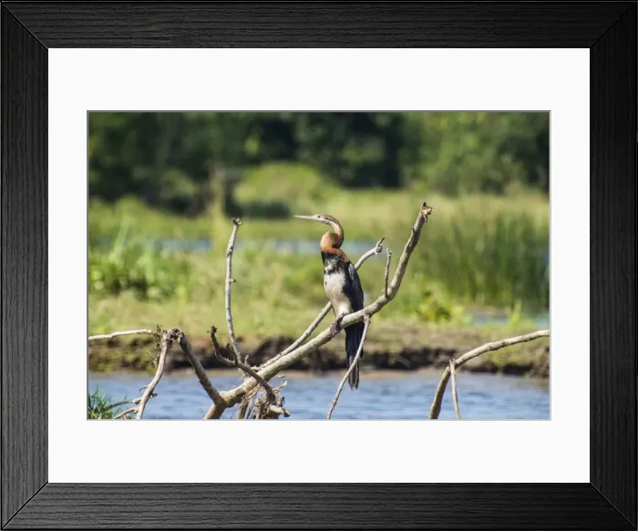Framed Print : Goliath heron (Ardea goliath), Murchison Falls National Park, Uganda, East Africa, Africa Framed Print : Goliath heron (Ardea goliath), Murchison Falls National Park, Uganda, East Africa, Africa