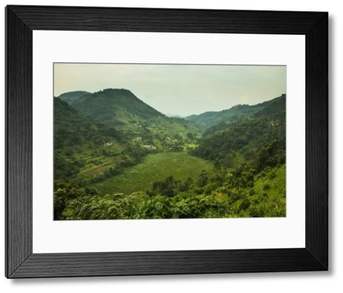 Framed Print : Mountainous scenery in southern Uganda, East Africa, Africa Framed Print : Mountainous scenery in southern Uganda, East Africa, Africa